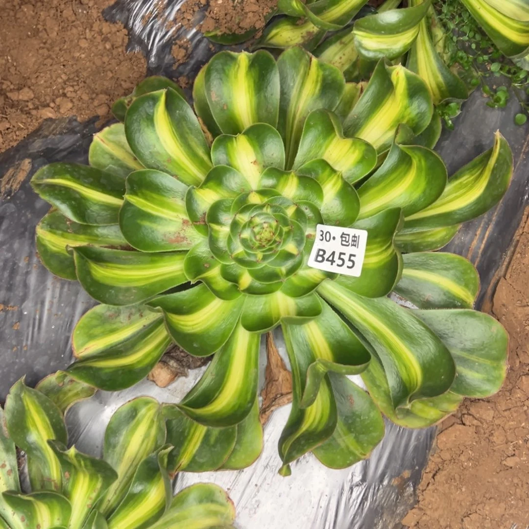 455多肉不包侧枝