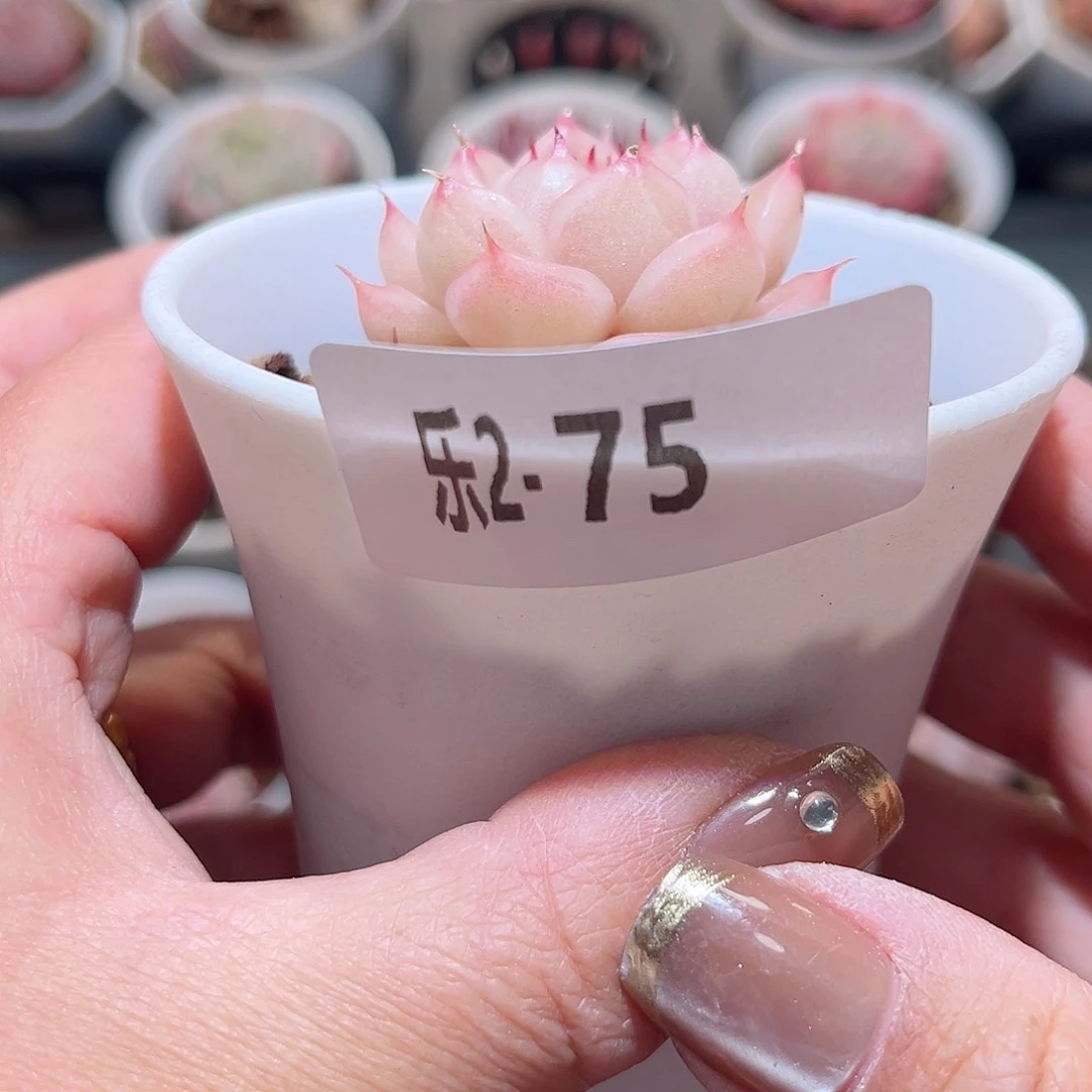 乐2-75 麦秆单头