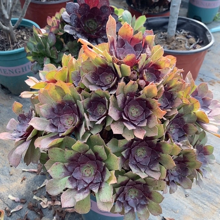 桃花石多肉植物91