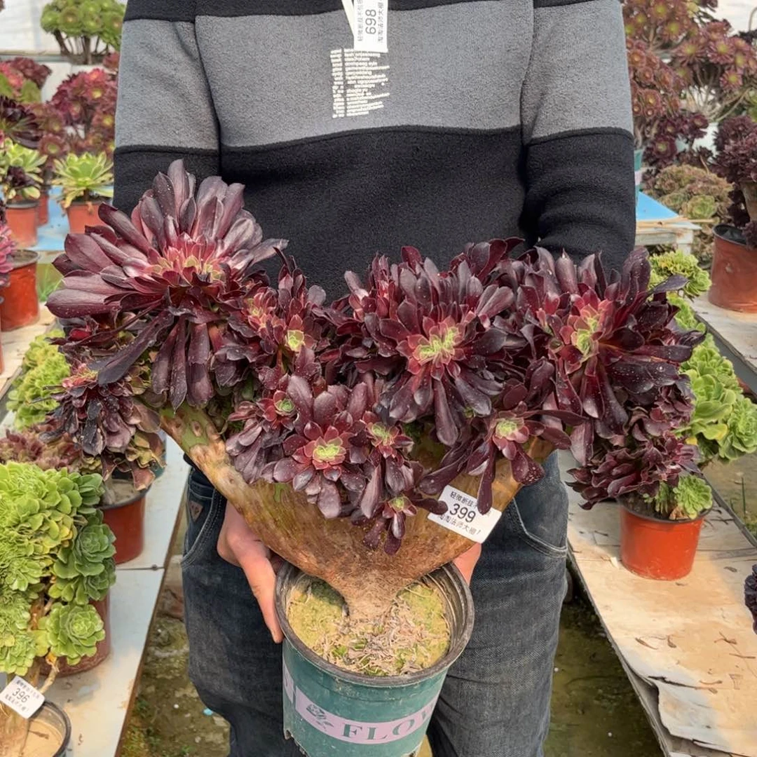 399欧紫缀化多肉植物