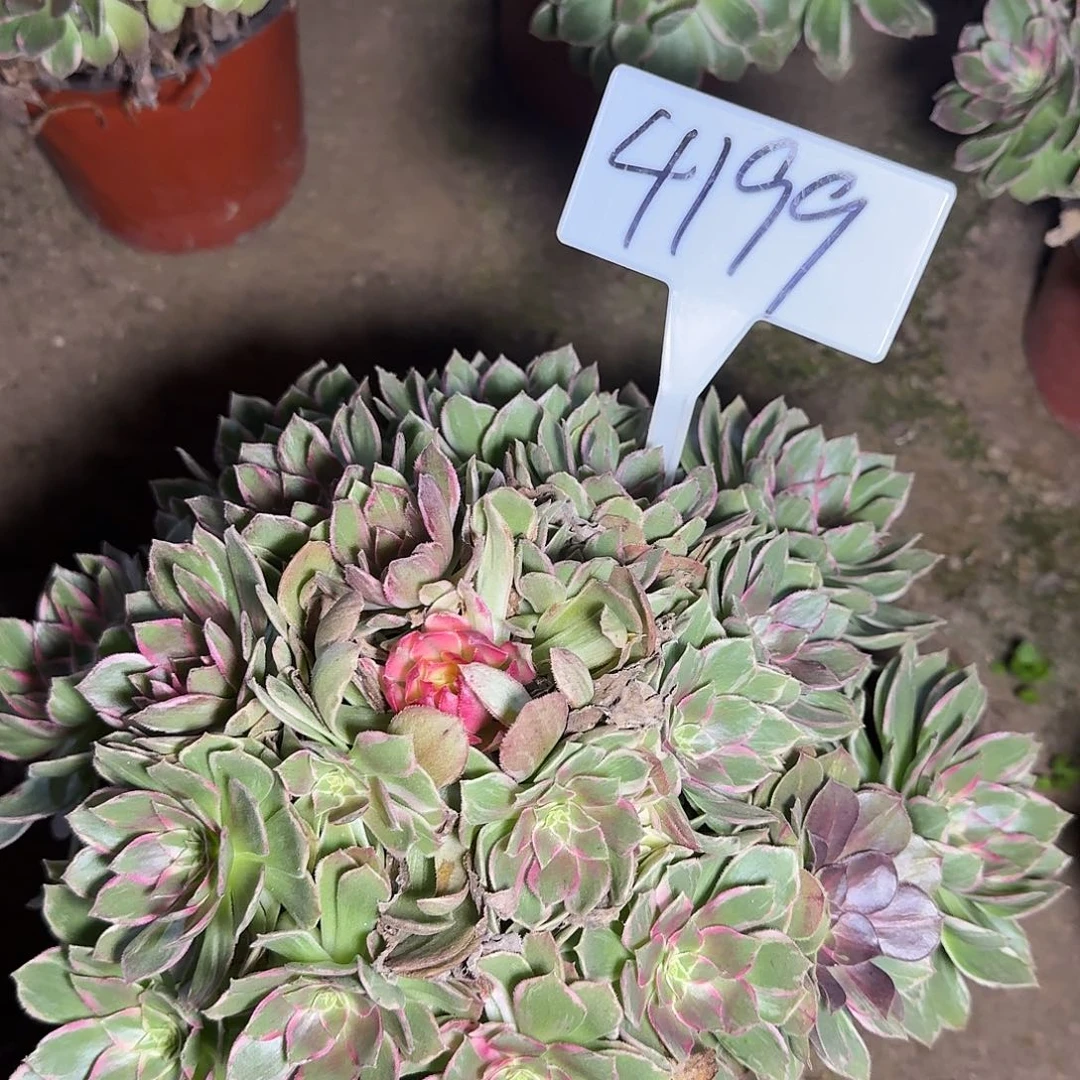 4199万花筒多肉法师多肉