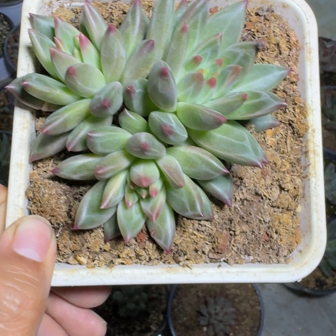 美人杂交 一物一拍