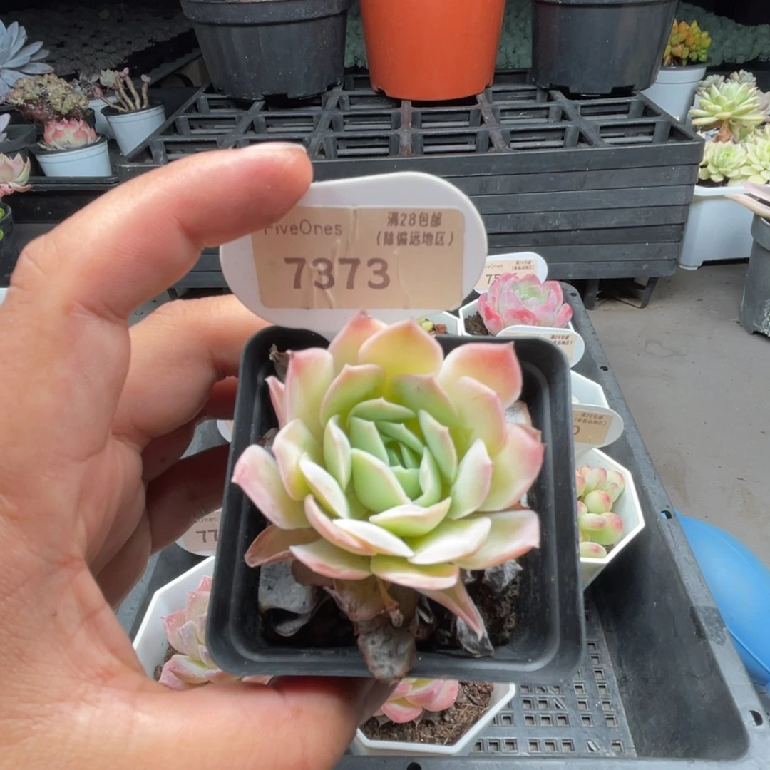7373蓝丝绒4.5厘米