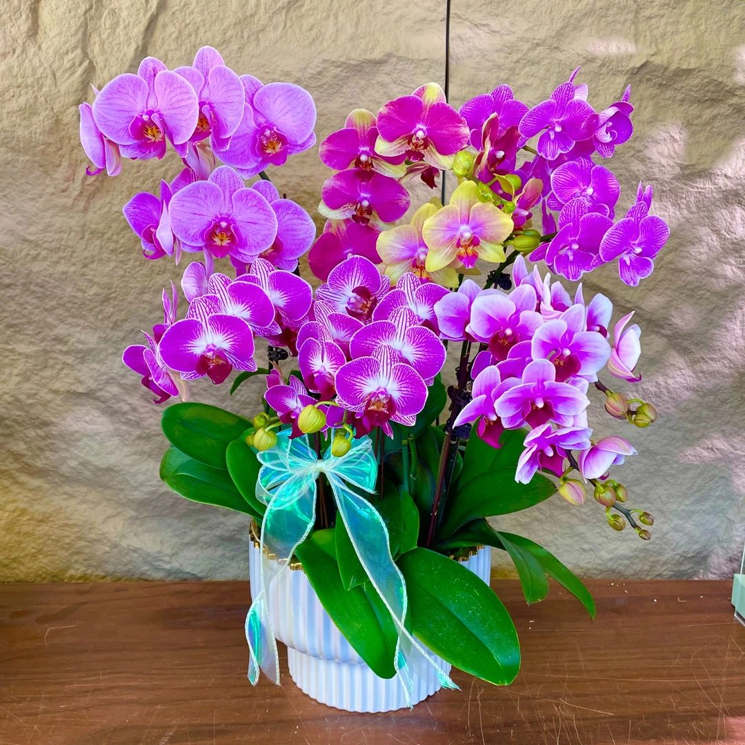 【全家福-蝴蝶兰】高端鲜花 定制款 易养花期长 绿植盆栽  年宵花