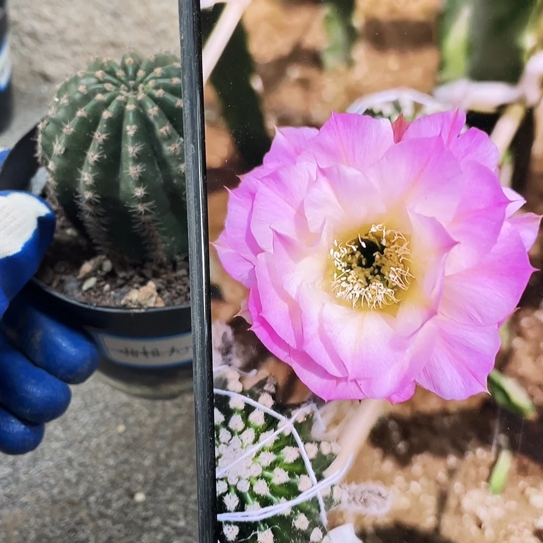 北极光自根球6公分左右满18包邮