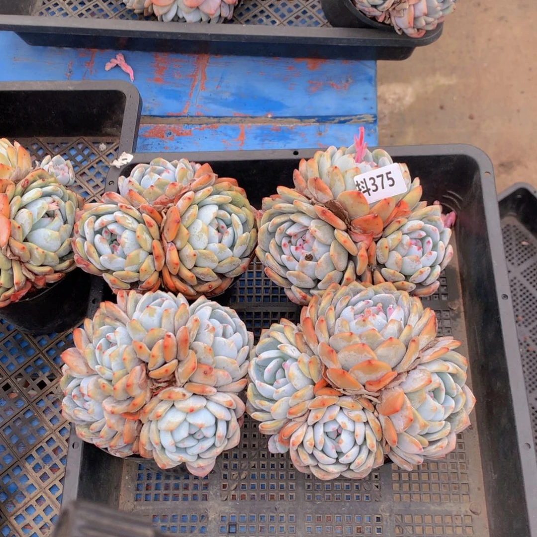 375四个一起玩一起吧