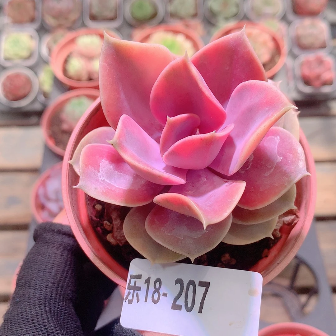 乐然18-207 彩虹单头