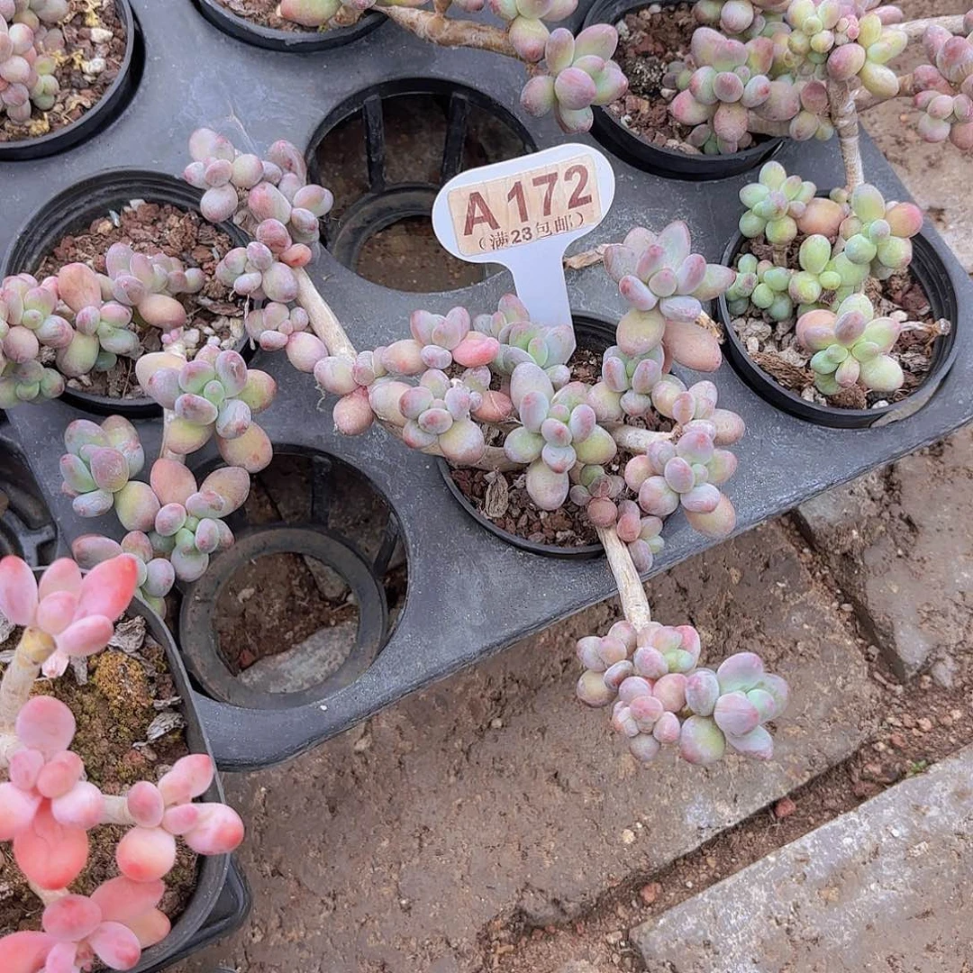 A172惊鸿仙子一物一拍