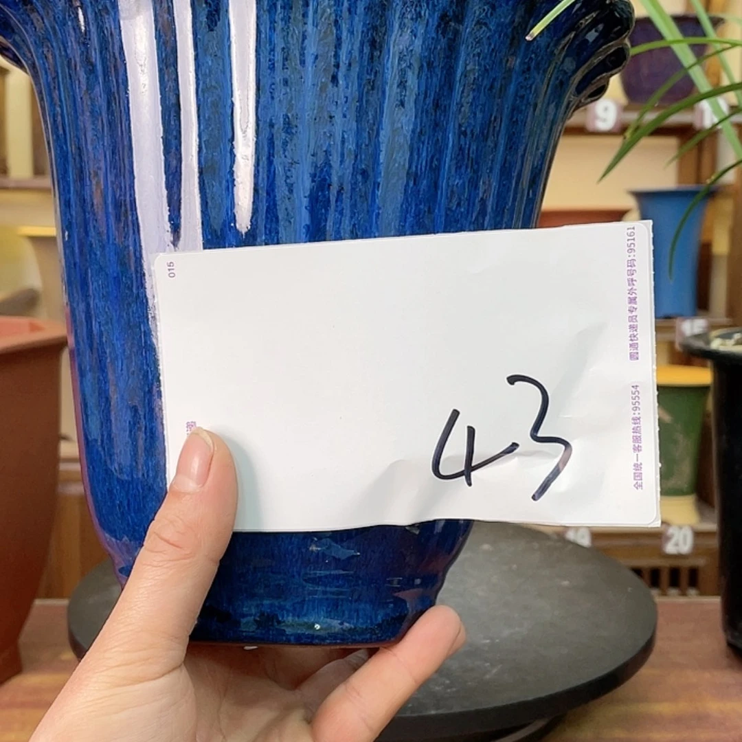 【闪购商品】紫砂花盆冬*兰花556888556655555887
