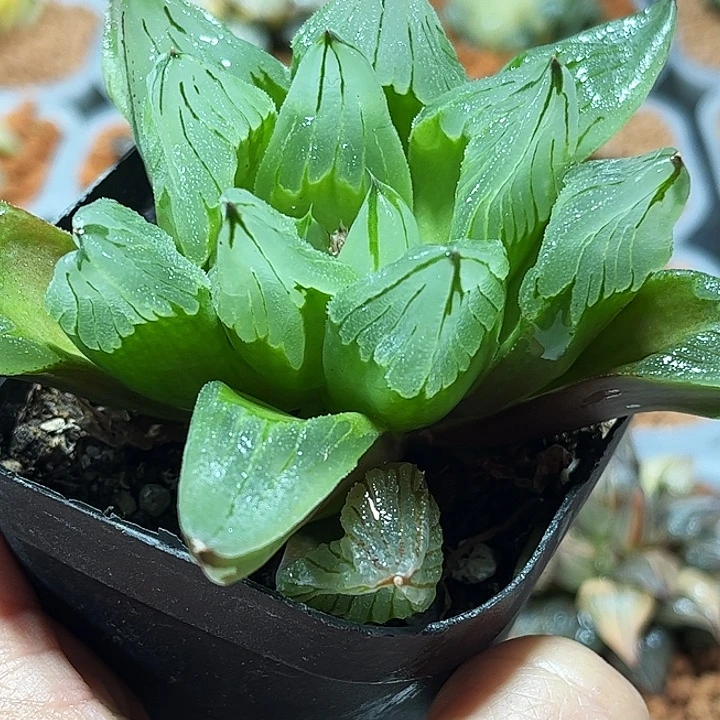 十二卷多肉冰城寿