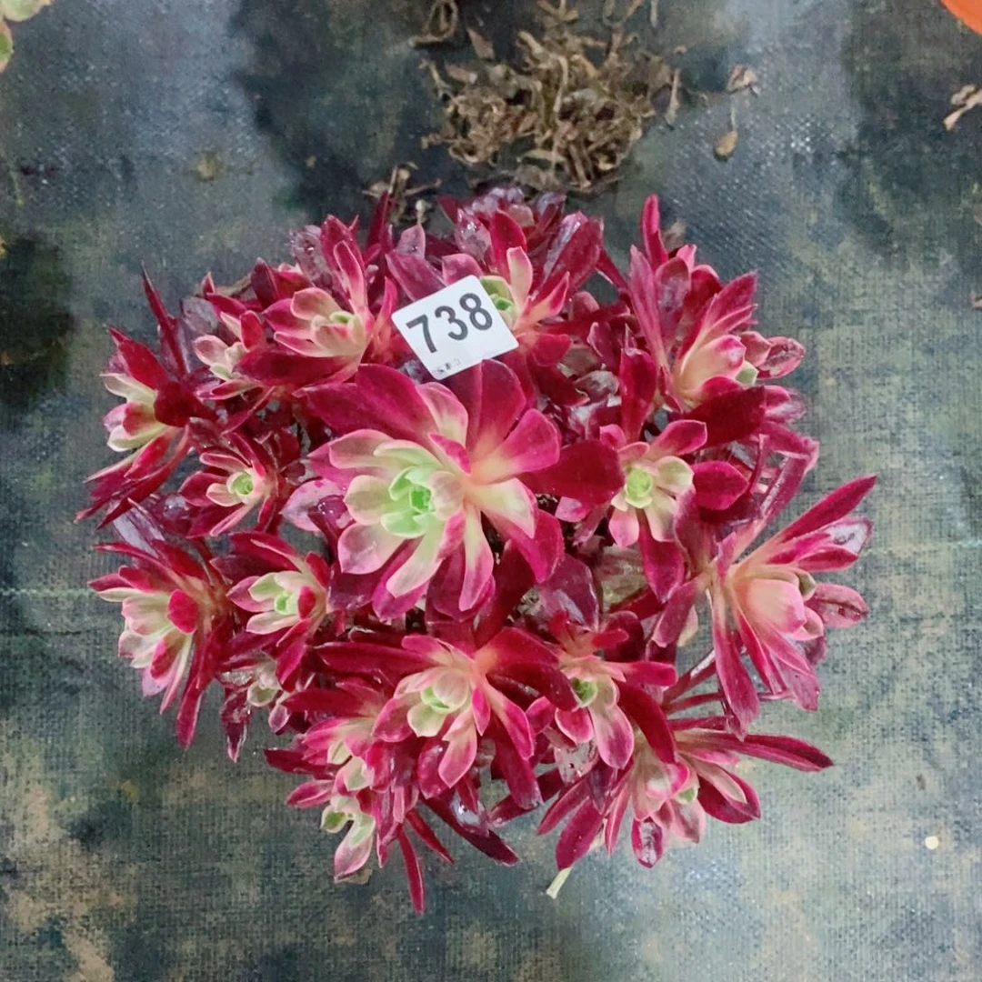 白婚纱738多肉1111