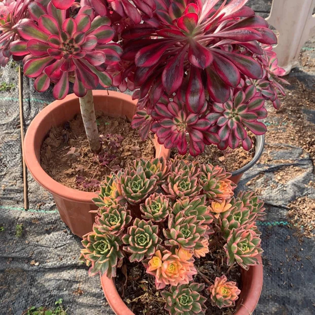 【闪购商品】110组合