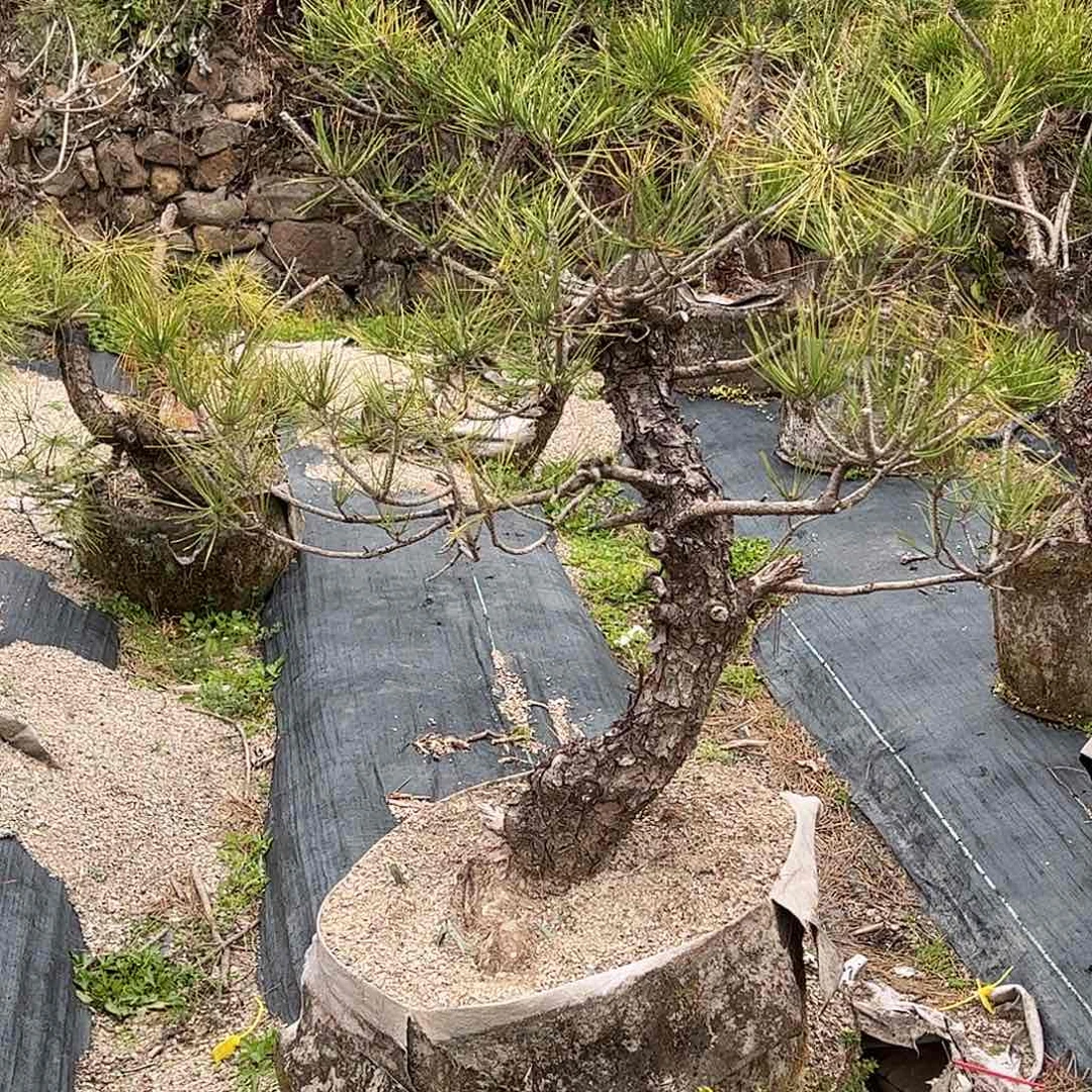 1陈**一c119黑松 盆栽 包邮