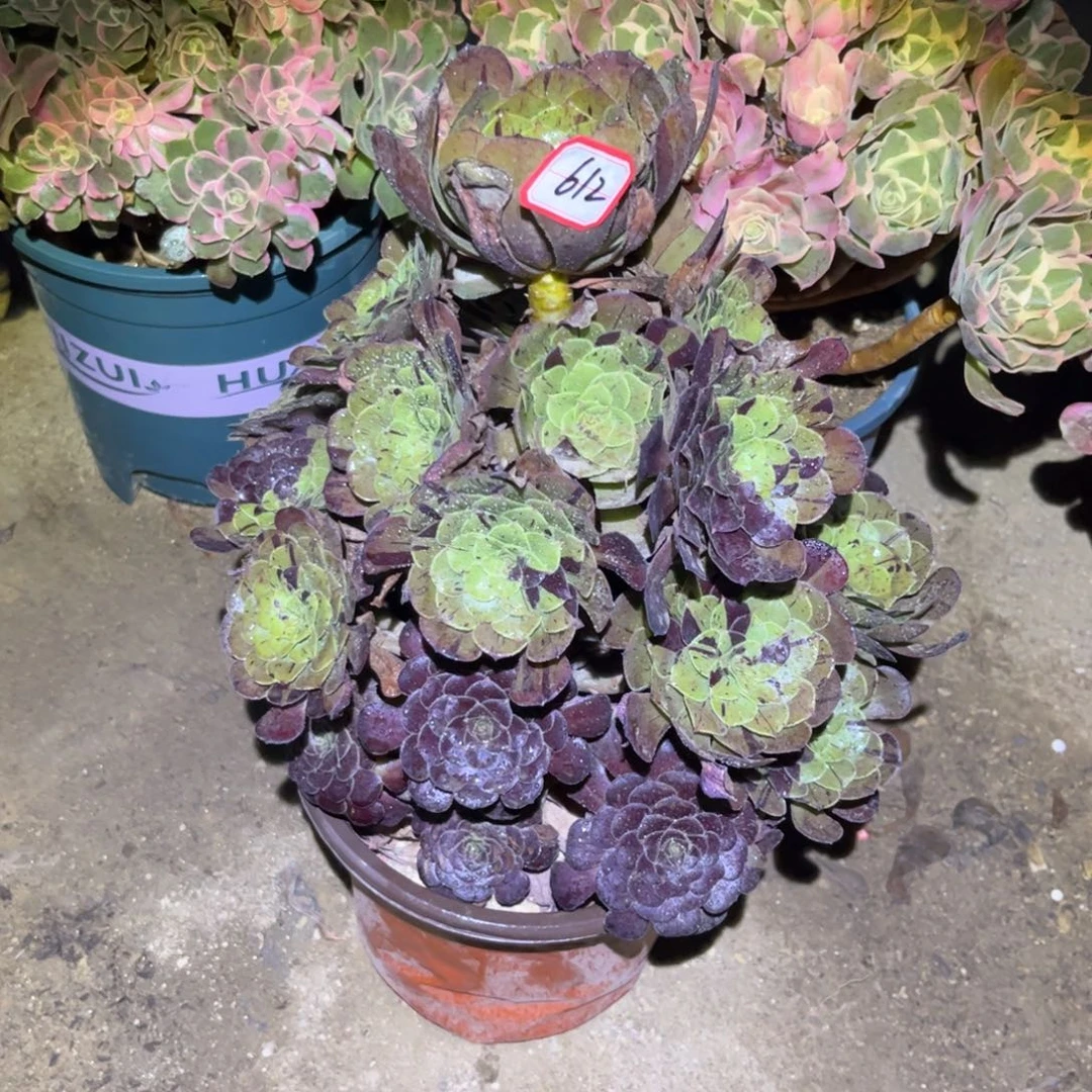 612多肉植物梅花蝴蝶