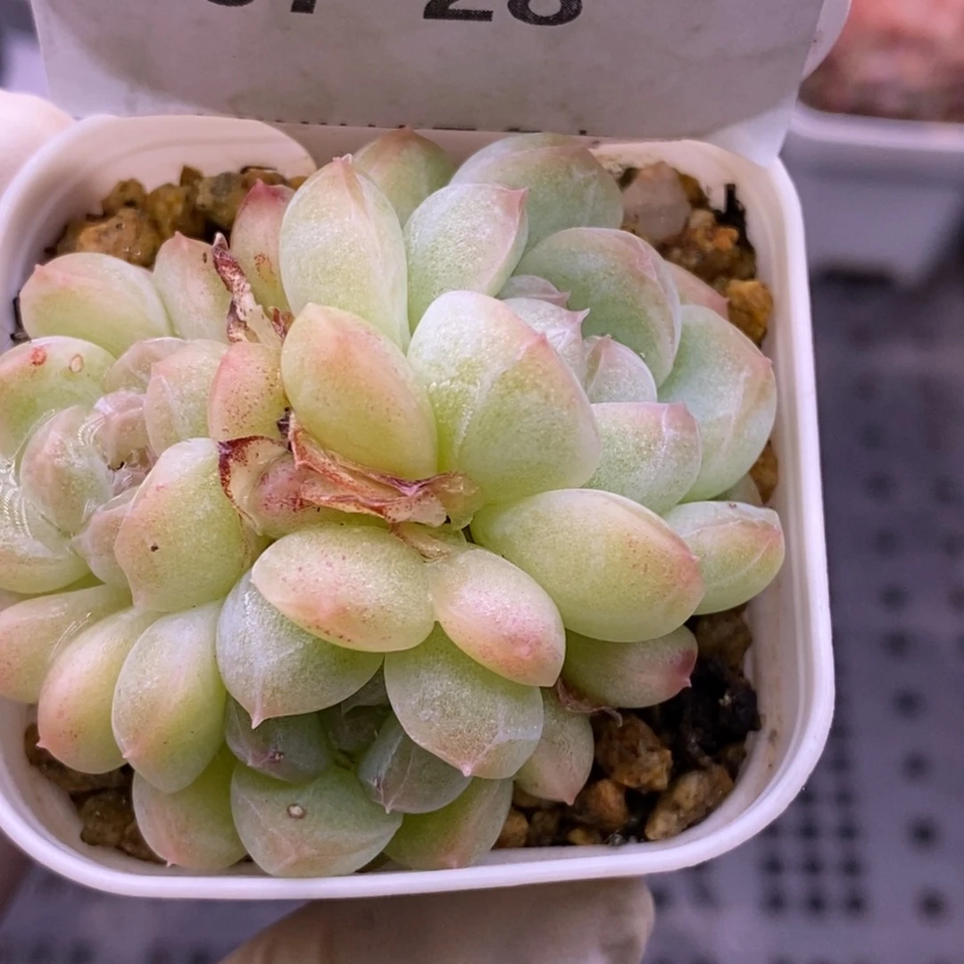 【闪购商品】07-28蜡像