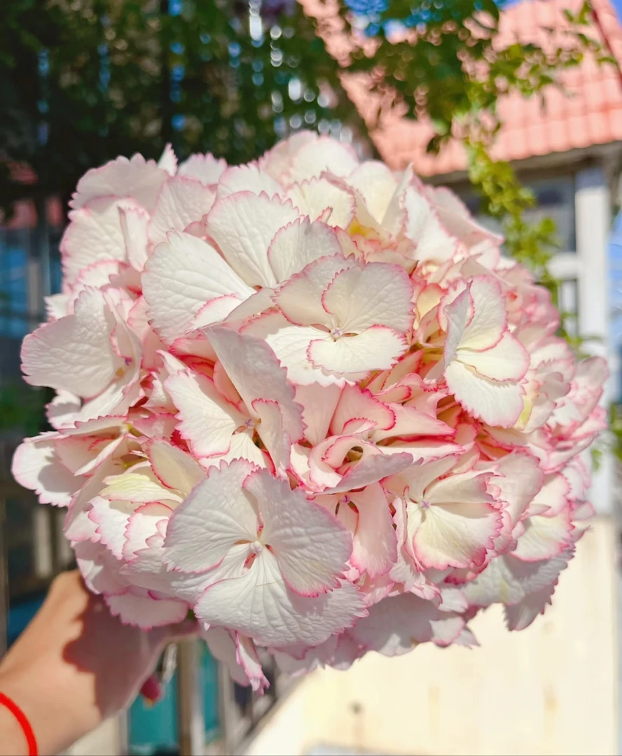 鸡尾酒稀有大花 绣球阳台庭院盆栽 耐阴好养