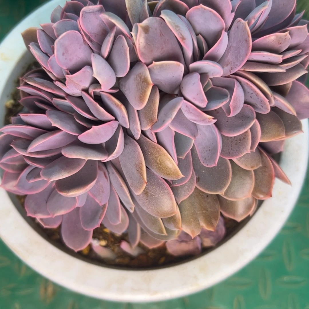 圆*播紫丁香缀，一物一拍