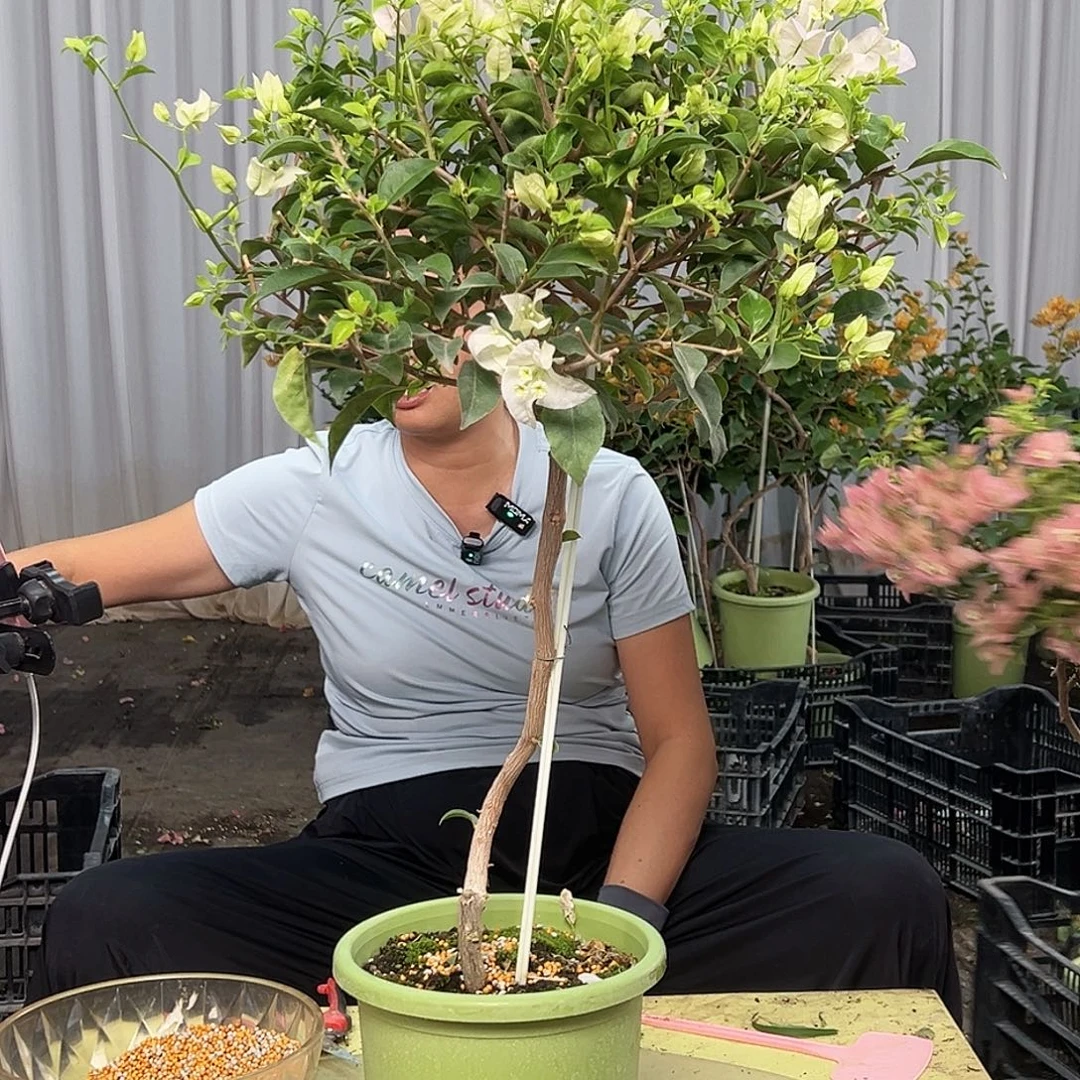 Z***·当前无花栽培后可以开花E90苹果花