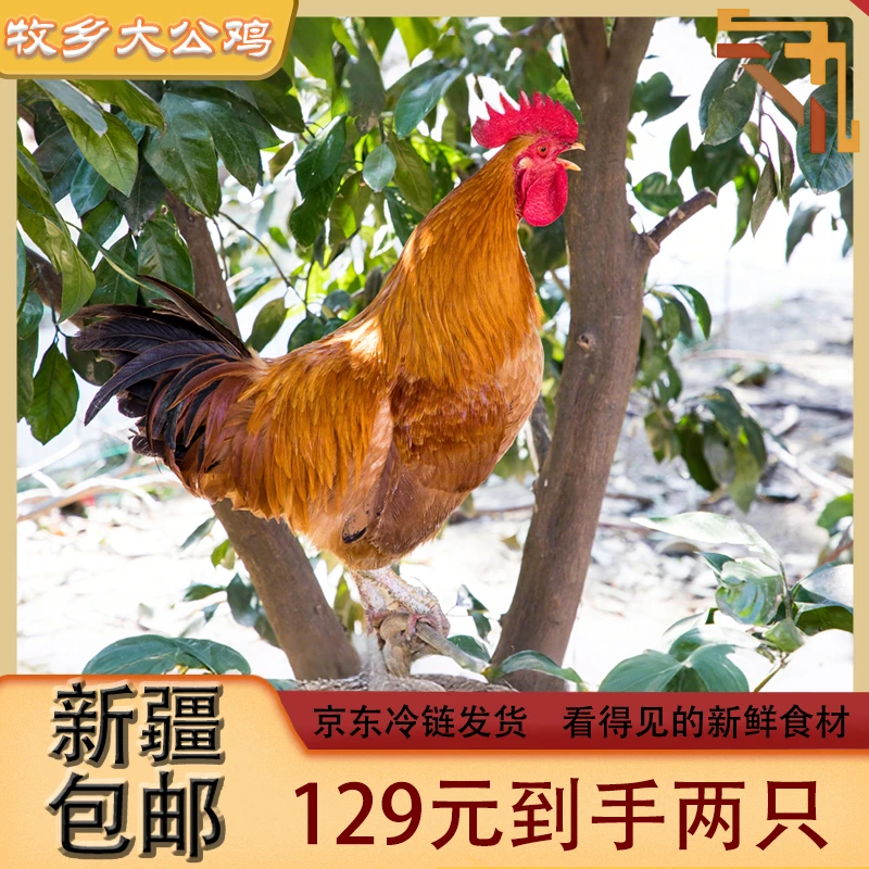 新疆包邮散养青脚大公鸡五谷杂粮喂养现杀2只净重4.6公斤以上