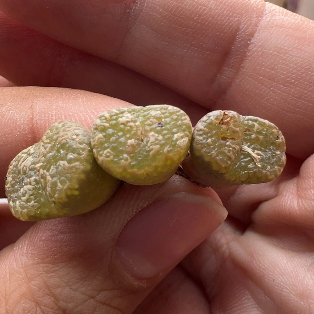 101。10km全窗泡泡 单颗