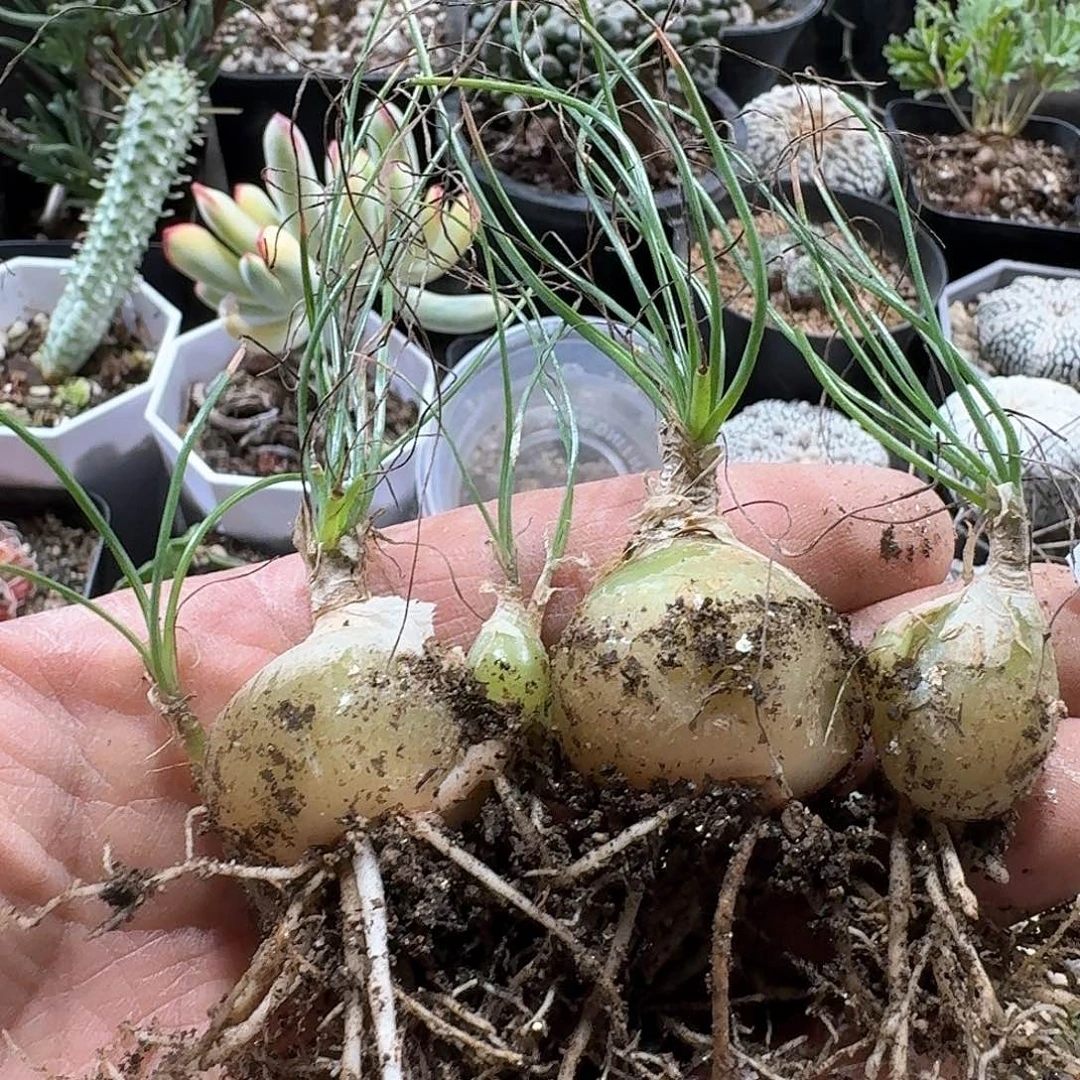 863小苍角殿脱土发货