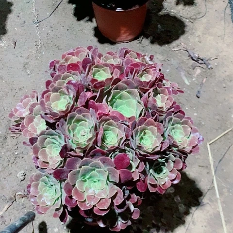 欧紫多肉植物法师14号