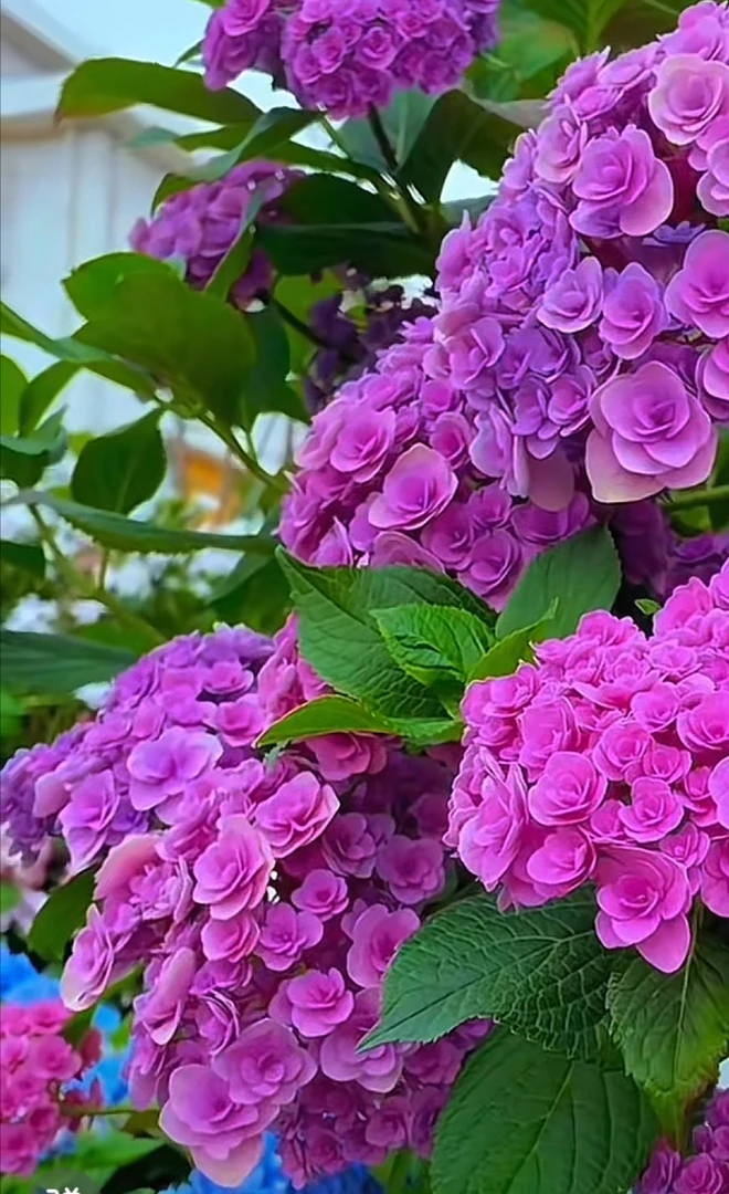 [妖精之瞳]5加仑玫瑰绣球花露天苗断头半截新芽老桩不退不换