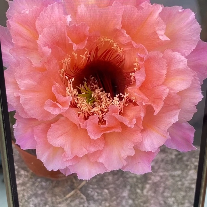 彩草新2549带根6.5公分左右