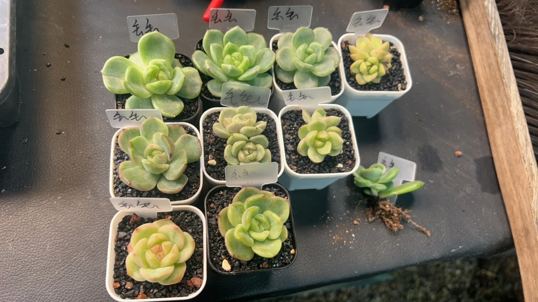 知和的多肉专拍链接
