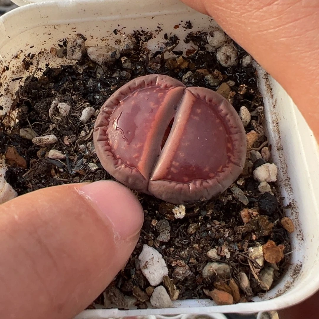 Ko母本带盆多肉植物