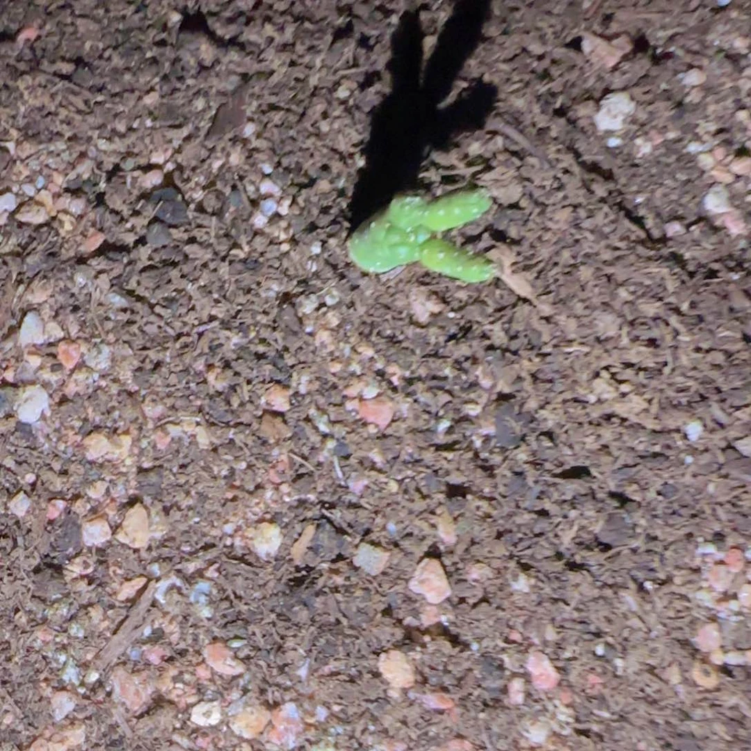 G块根植物块根植物