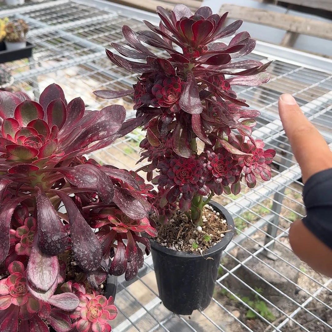 香奈儿法师多肉植物