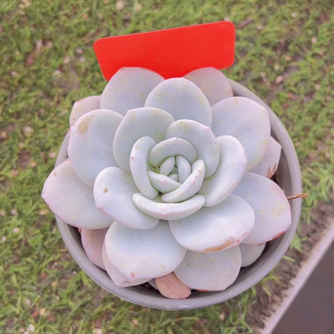 香玉的故事是一个人的故事