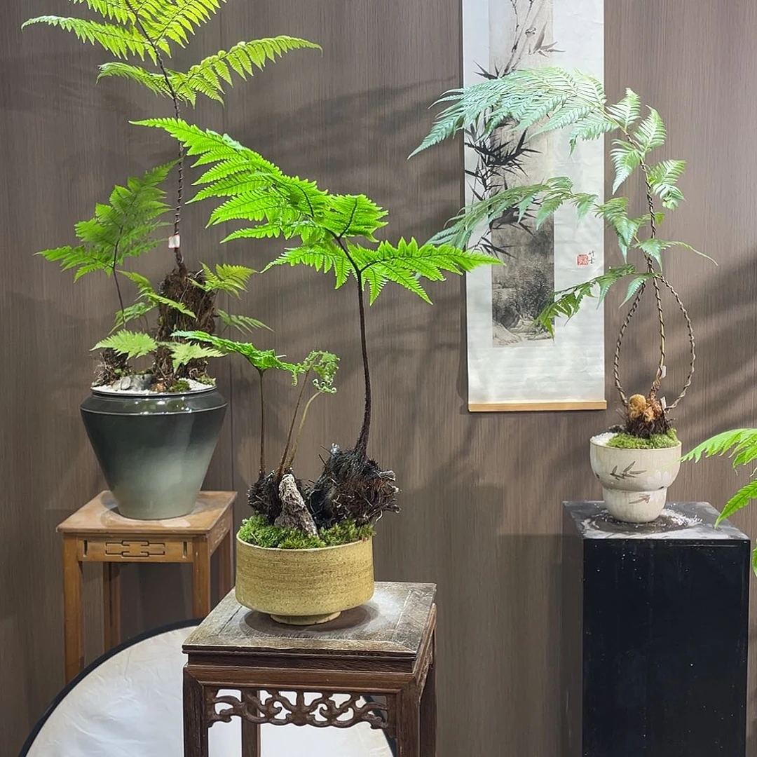 【闪购商品】好*蕨类