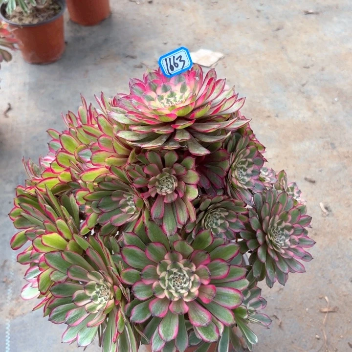 有断枝瑕疵1663多肉法师