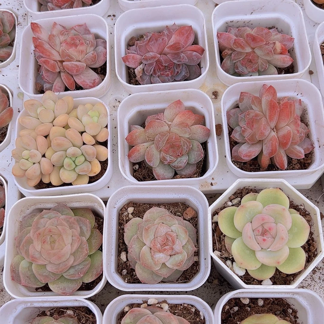 冰心组合6盆19包邮多肉