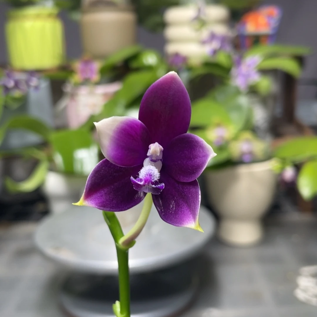 完全开放蓝珍交蓝豹，2.5杯开花株