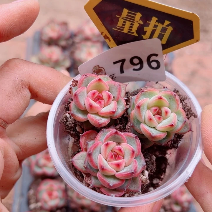 多肉植物多肉植物