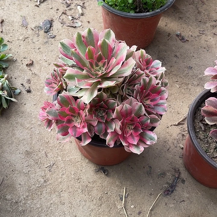 粉女玫瑰玫瑰玫瑰