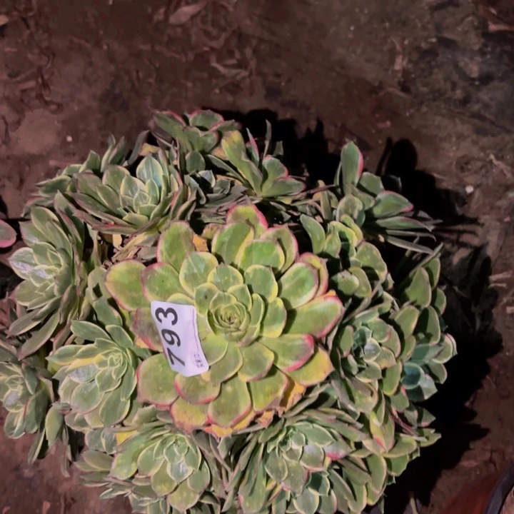 793多肉植物不售后