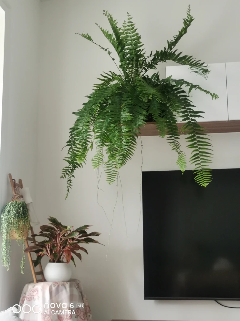 精致霸王蕨室内悬挂摆放软装绿植办公室咖啡厅商场