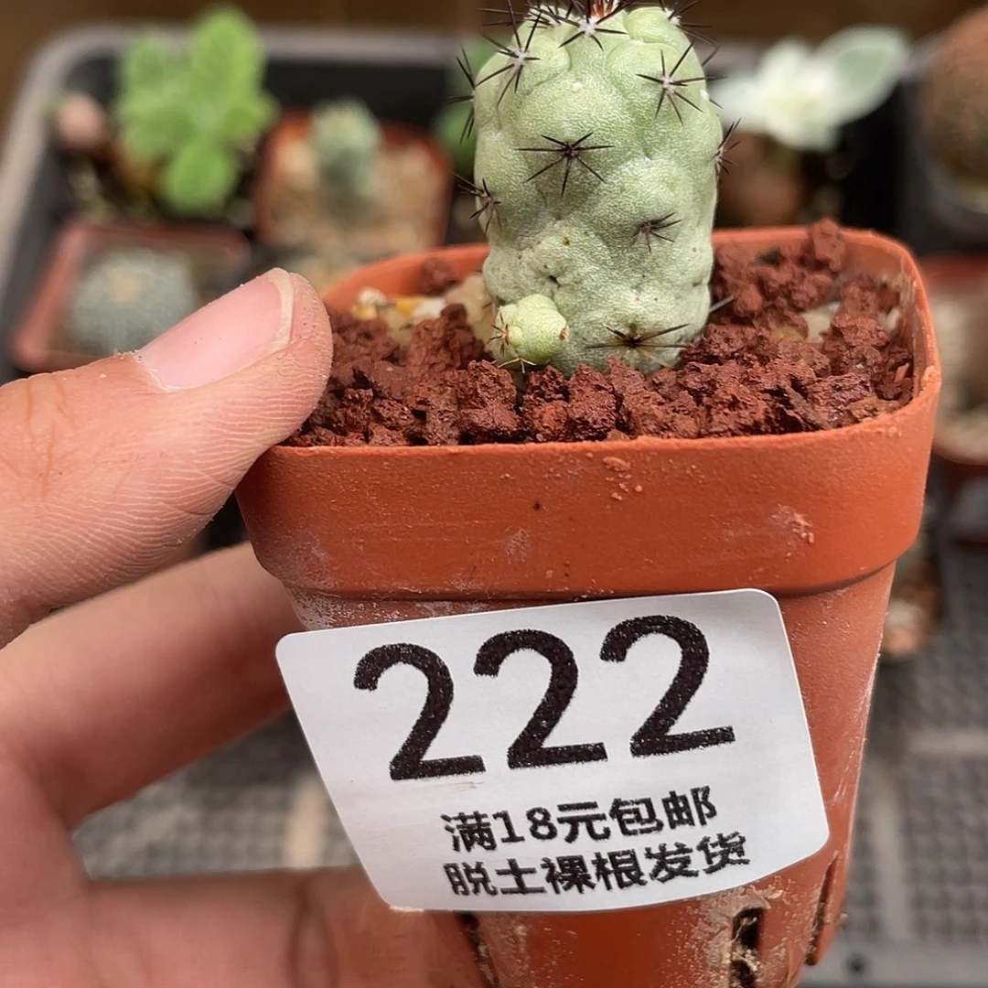 222帝王丸仙人球植物