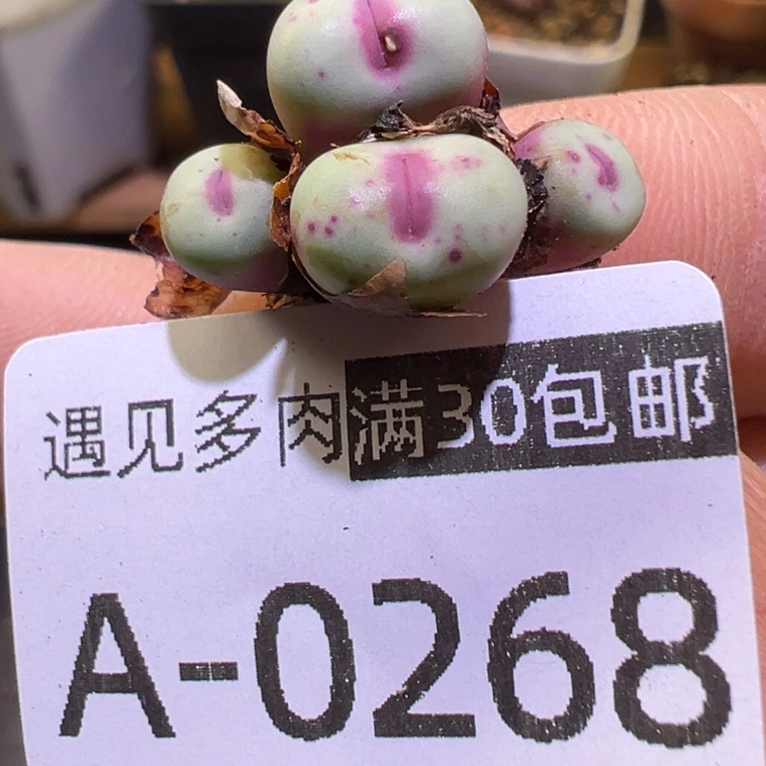 多肉植物111111111111111