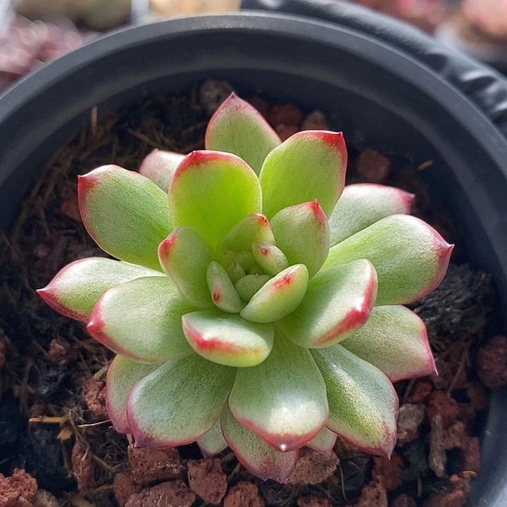 保利安娜锦多肉植物