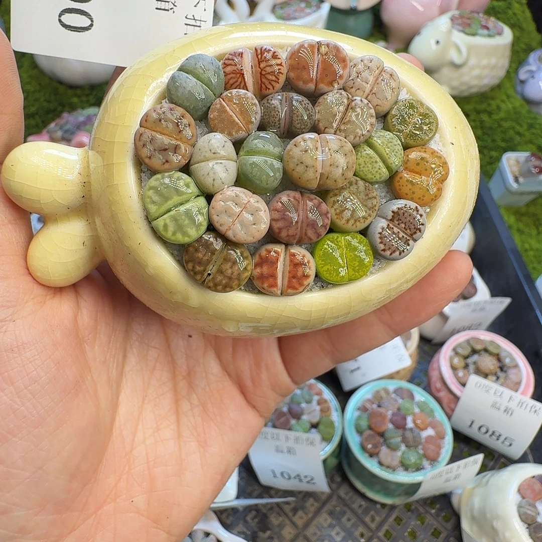 多肉植物福利冲1090