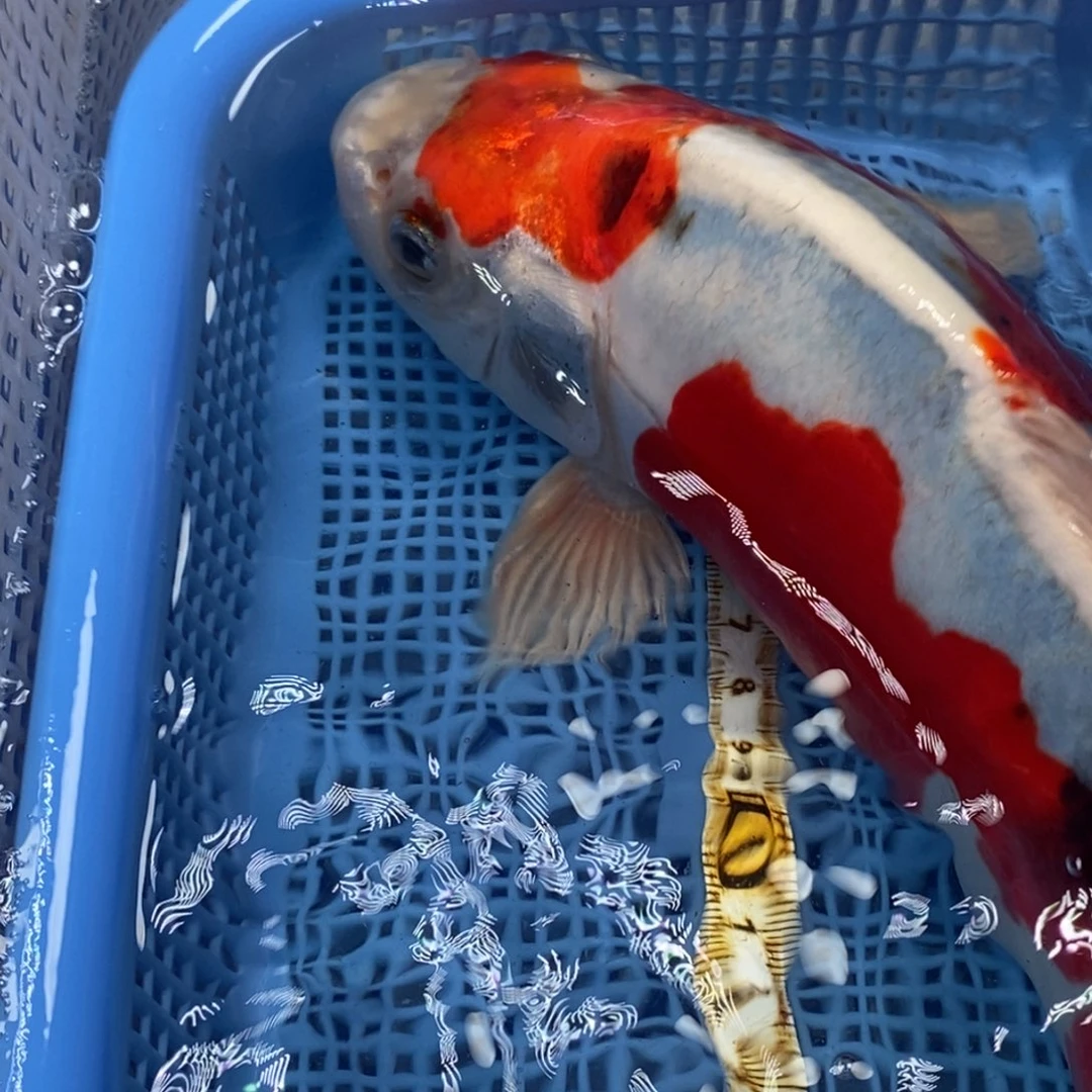 锦鲤冷水锦鲤包邮