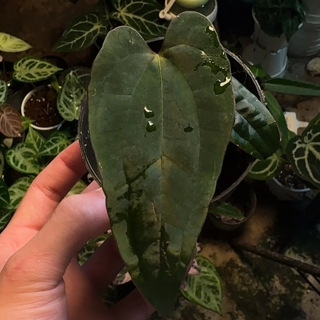 阿***料不开花植物梅子酱侧芽k164