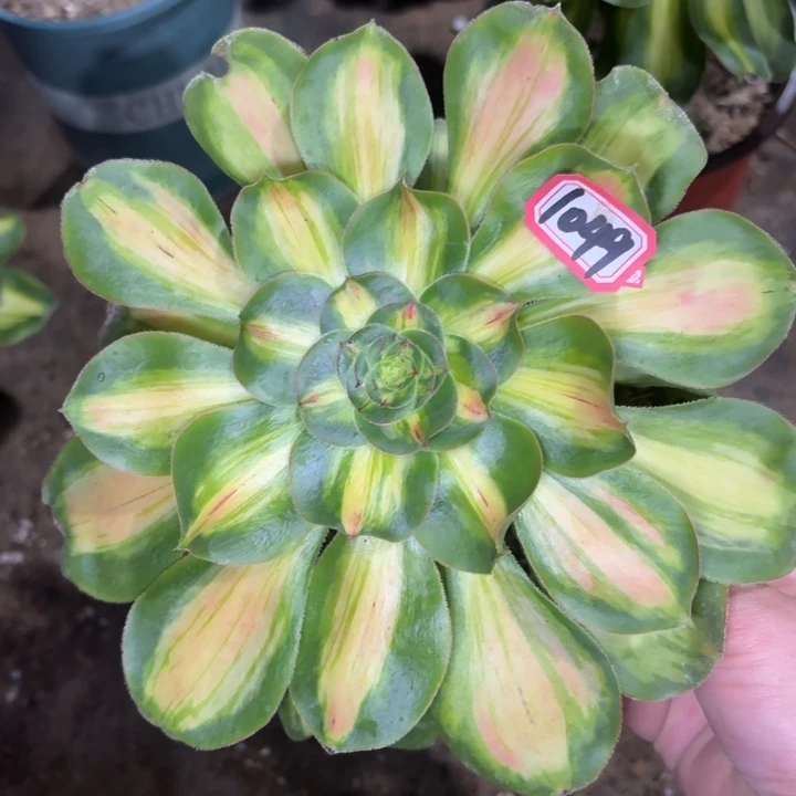 一物一拍法师暴君1049多肉