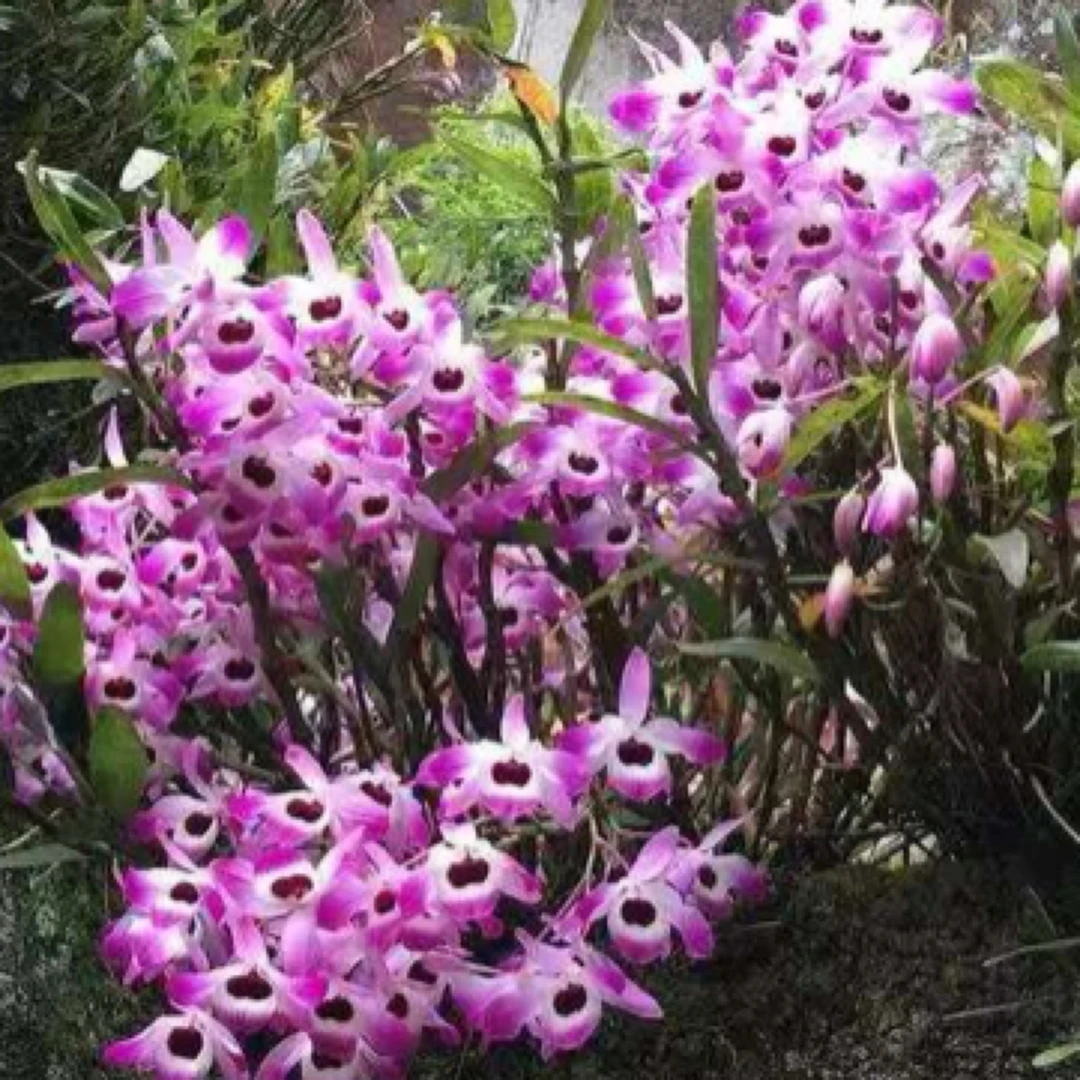 云南精品金钗石斛可吃可观赏（一物一拍）