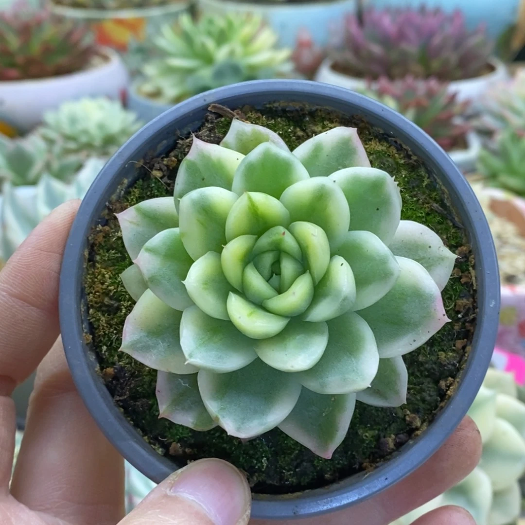 429东云杂锦锦锦锦锦锦锦